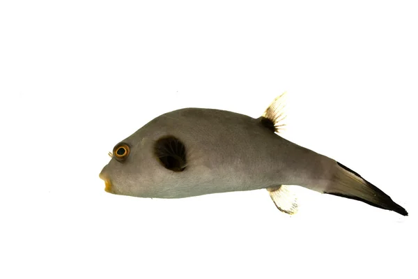 Immaculate Pufferfish — Stock Photo, Image