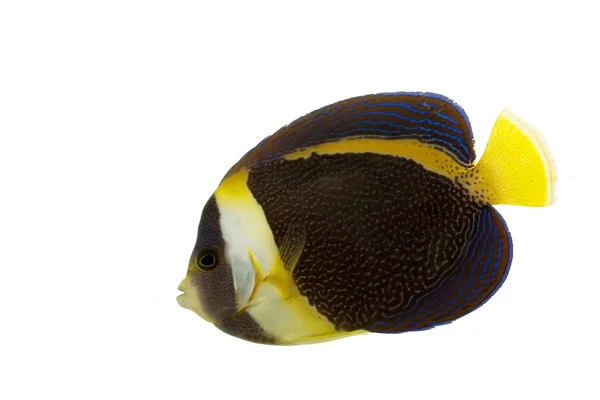 Karalanmış angelfish — Stok fotoğraf