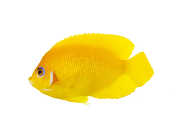 limon kabuğu angelfish