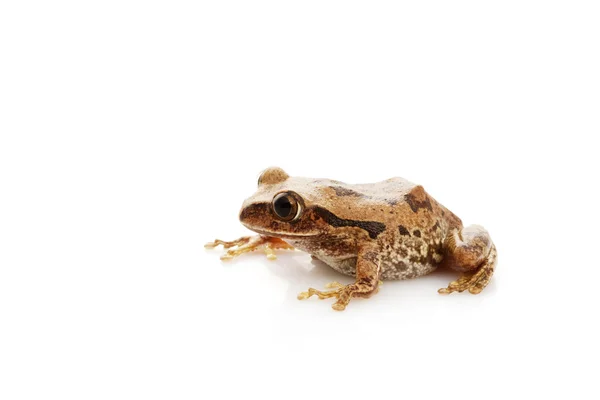 Big-eyed lövgroda — Stockfoto