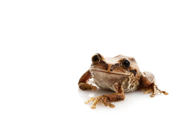 Big-eyed lövgroda — Stockfoto