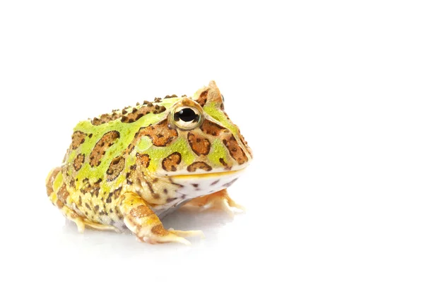 Horned Frog — Stock Photo, Image