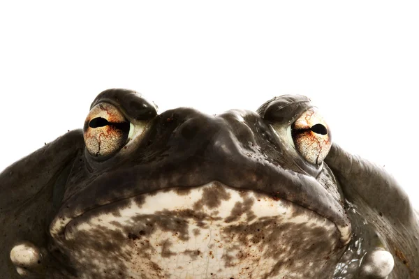 Żaba rycząca Colorado — Zdjęcie stockowe
