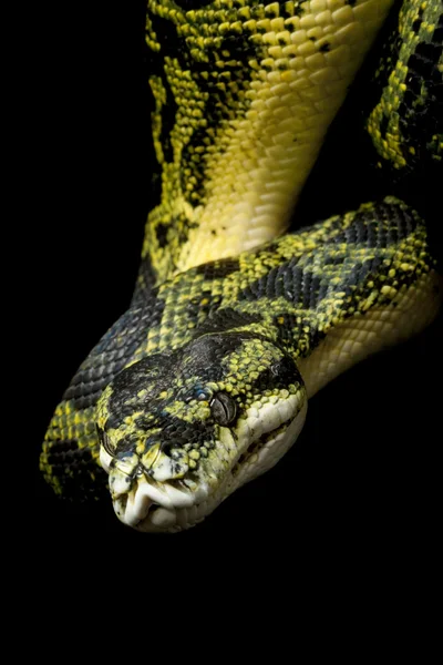 Alfombra python y árbol verde python híbrido —  Fotos de Stock