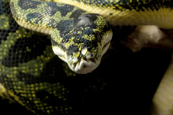 Tapete python e árvore verde python híbrido — Fotografia de Stock