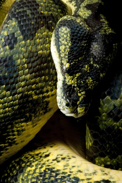 Carpet python and green tree python hybrid — Stock Photo, Image