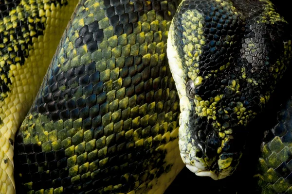 Carpet python and green tree python hybrid — Stock Photo, Image