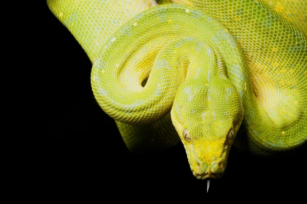 Green tree python — Stock Photo, Image