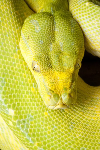 Green tree python — Stock Photo, Image