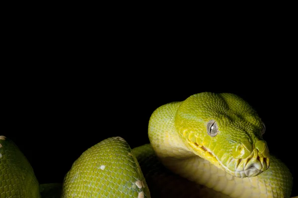Zielone drzewo Python — Zdjęcie stockowe