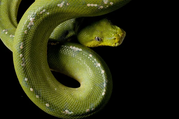 Pitón verde del árbol — Foto de Stock