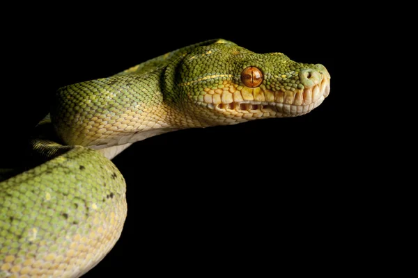 Zöld fa python — Stock Fotó