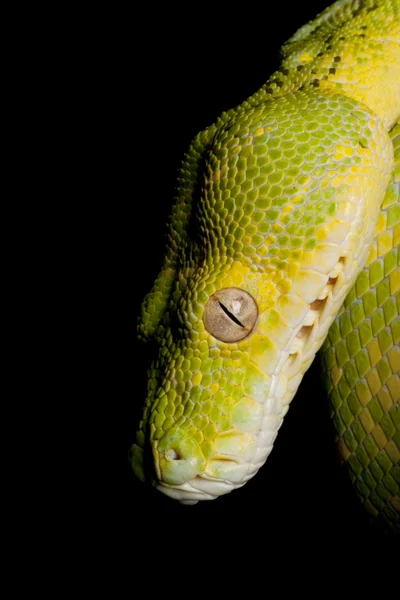 Yeşil ağaç python — Stok fotoğraf