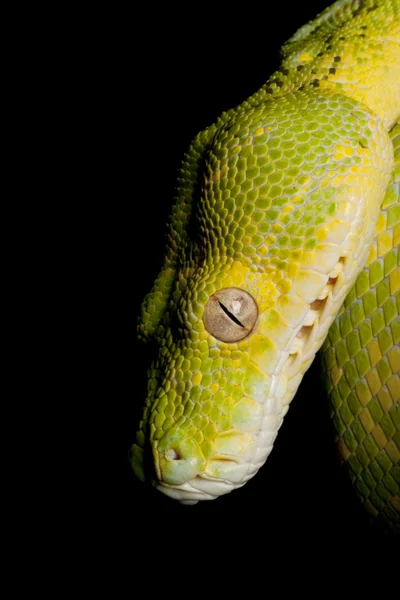 Pitón verde del árbol — Foto de Stock