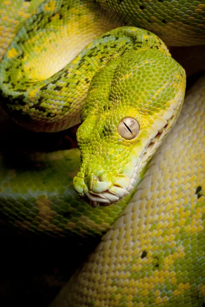 Árvore verde python — Fotografia de Stock