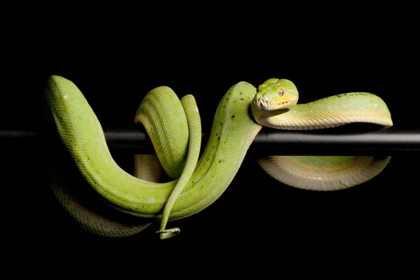 Zelený strom Pythonu — Stock fotografie