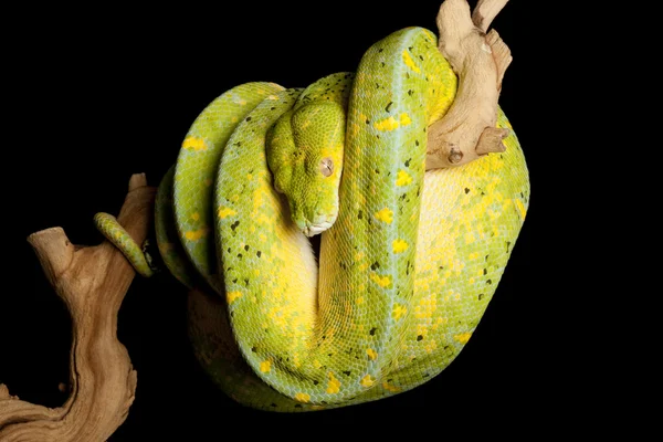 Python vert — Photo