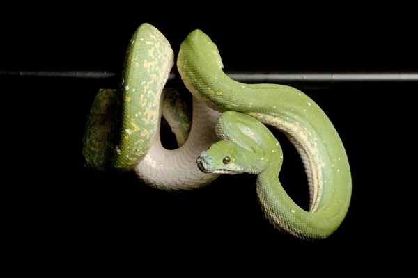 Árvore verde python — Fotografia de Stock