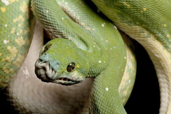 Árvore verde python — Fotografia de Stock