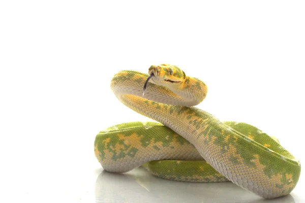 Yeşil ağaç python — Stok fotoğraf