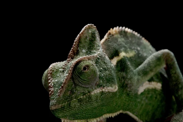 Chameleon jemenský — Stock fotografie