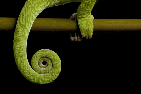 Senegal chameleon — Stock Photo, Image