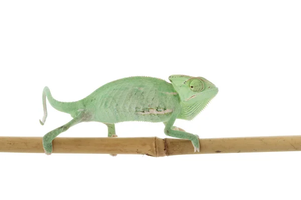 Veiled Chameleon — Stock Photo, Image