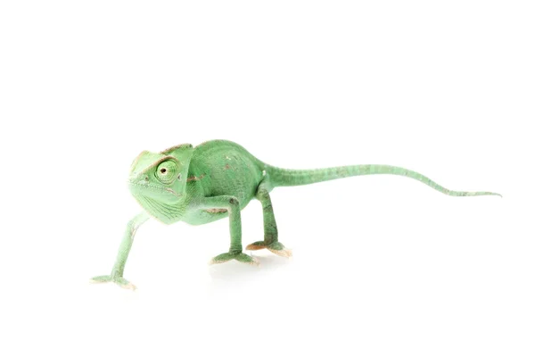 Veiled Chameleon — Stock Photo, Image