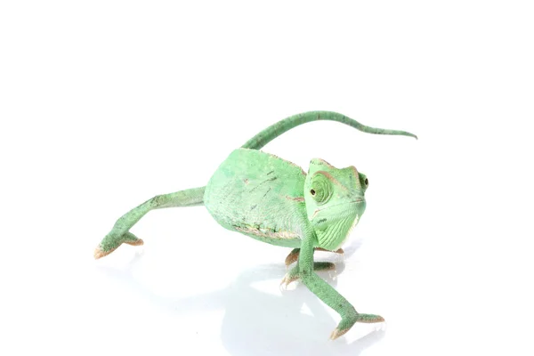 Chameleon jemenský — Stock fotografie