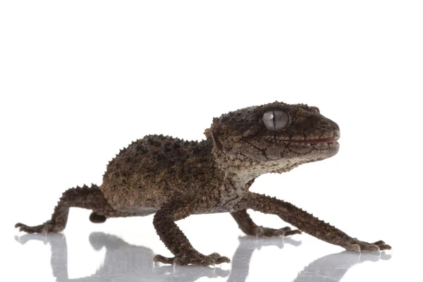 Pichlavý drsné knoflík sledoval gecko — Stock fotografie