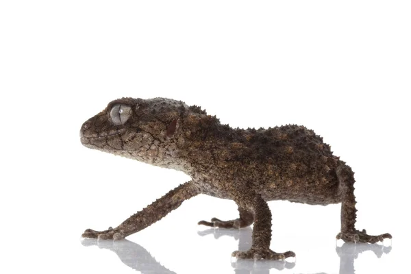 Pichlavý drsné knoflík sledoval gecko — Stock fotografie