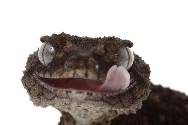 Prickly Rude Bouton-queue Gecko — Photo