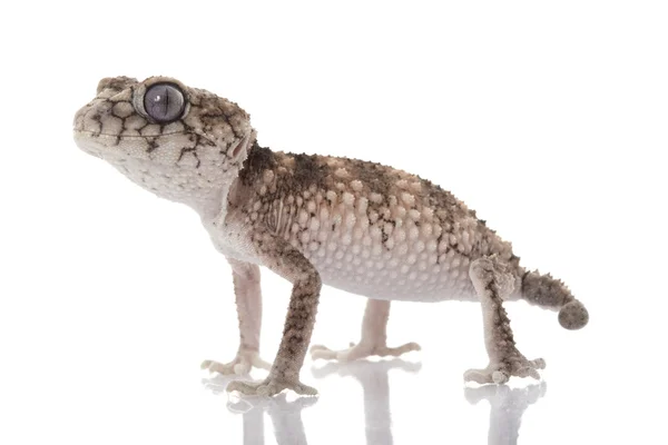 Prickly Rude Bouton-queue Gecko — Photo
