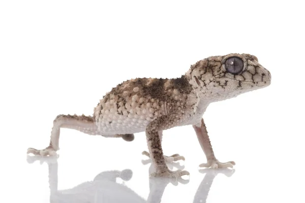 Espinoso áspero perilla de cola Gecko — Foto de Stock