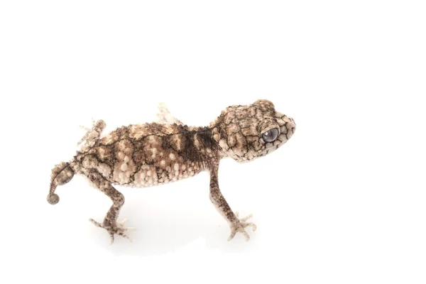 Espinhoso áspero Knob-tailed Gecko — Fotografia de Stock