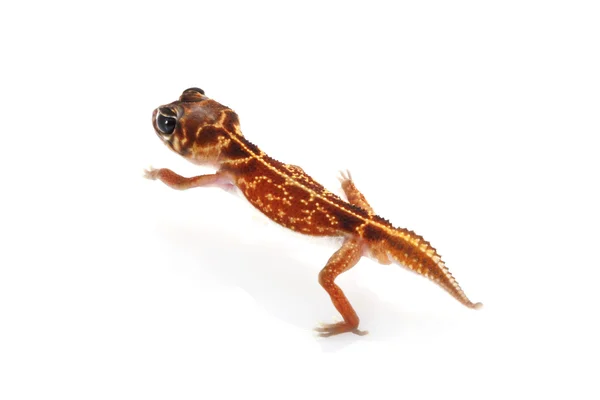 Orta hat topuzu kuyruklu gecko — Stok fotoğraf