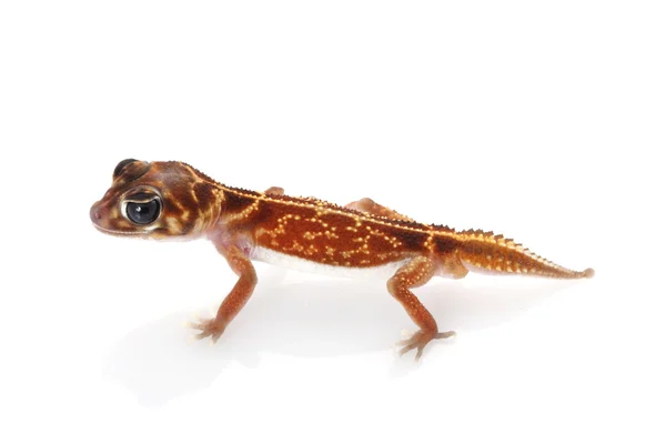 Středovou knoflík sledoval gecko — Stock fotografie