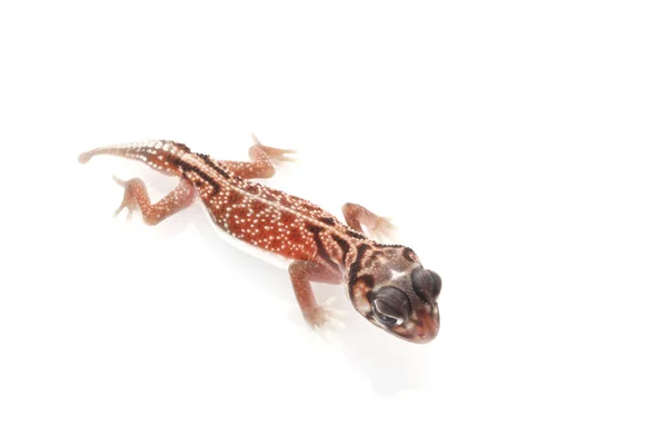 Środkowej pokrętło ogoniasty gecko — Zdjęcie stockowe