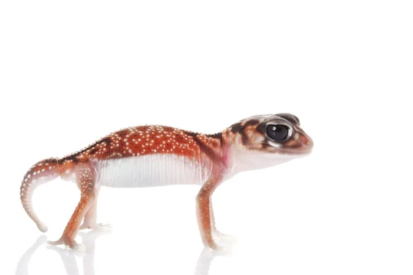 Středovou knoflík sledoval gecko — Stock fotografie