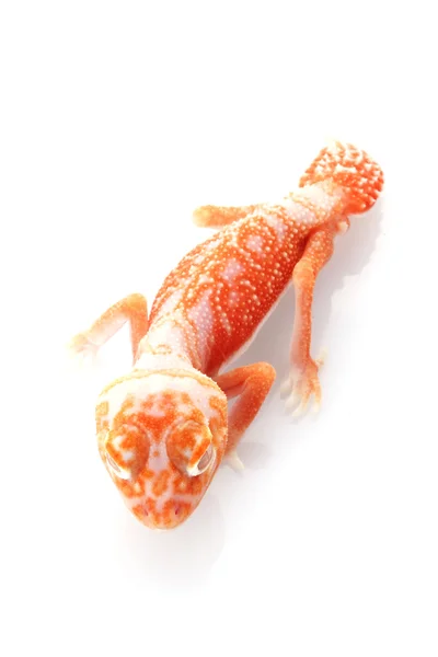 Albino gładkie pokrętło ogoniasty gecko — Zdjęcie stockowe