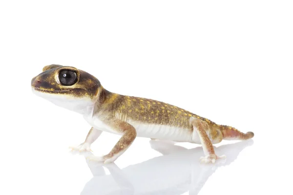 Hvězdicovité knoflík sledoval gecko — Stock fotografie