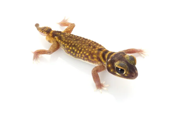 Hvězdicovité knoflík sledoval gecko — Stock fotografie