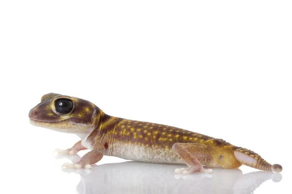 Stellate pokrętło ogoniasty gecko — Zdjęcie stockowe