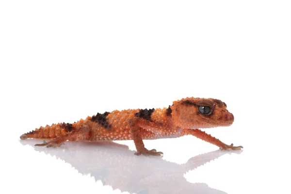 Gecko s obvázaným ocasem — Stock fotografie