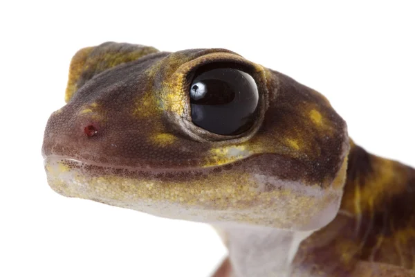 Stellate pokrętło ogoniasty gecko — Zdjęcie stockowe