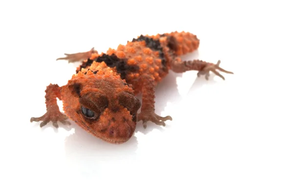 Gecko de cauda de botão lixado — Fotografia de Stock