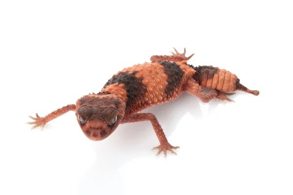 Gecko à queue barrée — Photo
