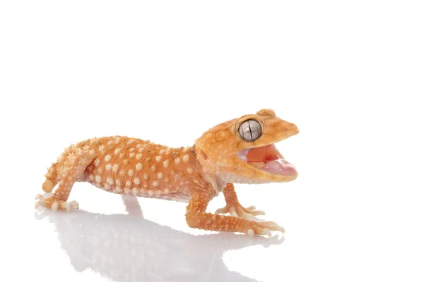 Centralian szorstki pokrętło ogoniasty gecko — Zdjęcie stockowe