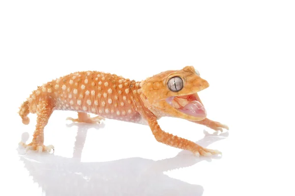 Centralian Rough Knob-tailed Gecko — Stock Photo, Image