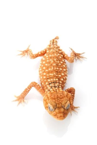 Centralian drsné knoflík sledoval gecko — Stock fotografie